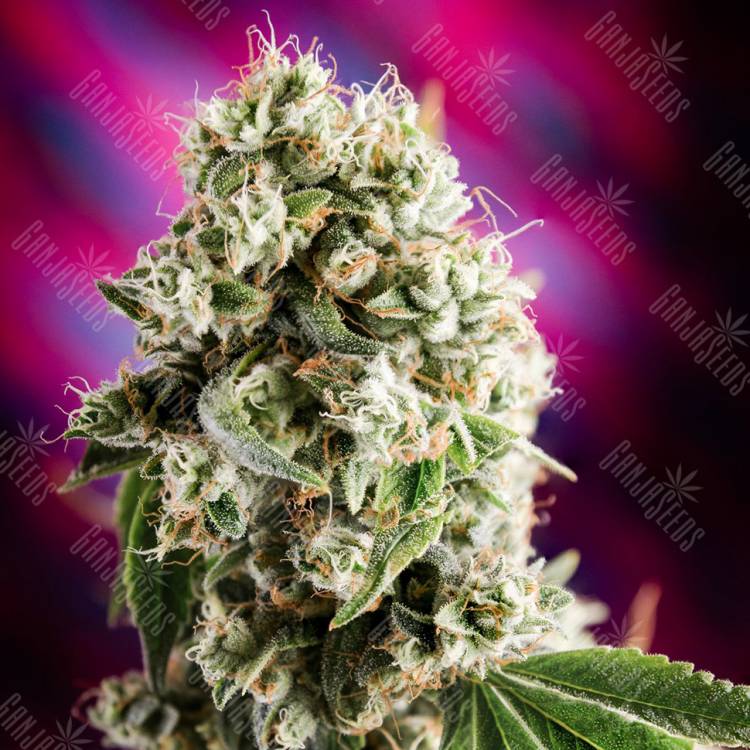 семена конопли курьером Auto Sweet Mango regular