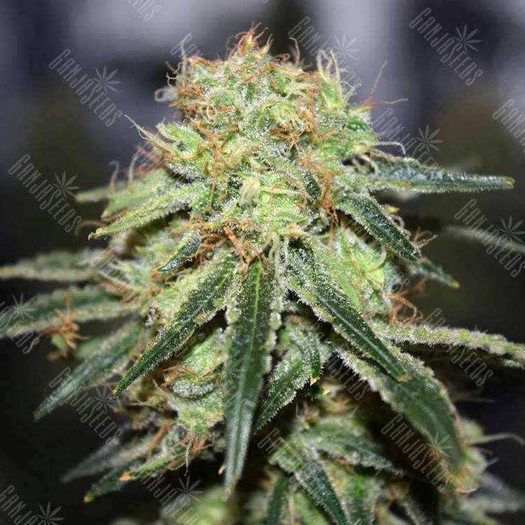 семена конопли дешево Super Bud feminised