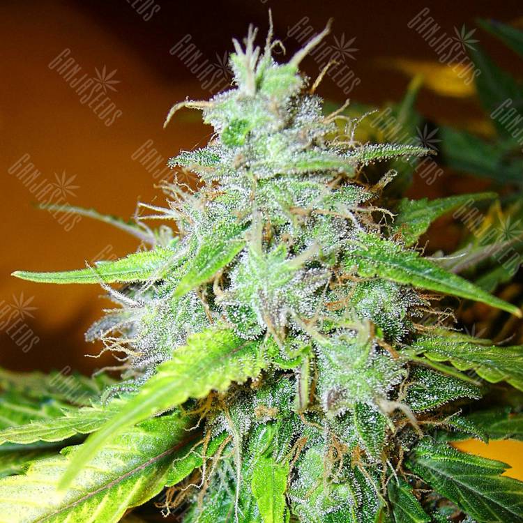 хорошие семена конопли White Blueberry Pie feminised