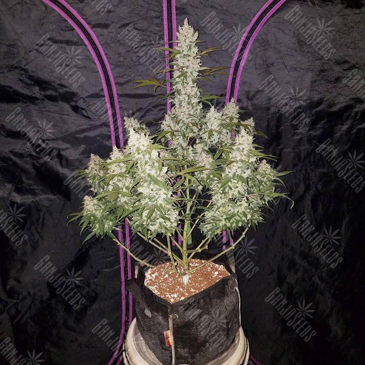 заказать на сайте семена конопли Auto Fast Bud regular