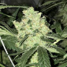 Top Afghani regular Ganja Seeds