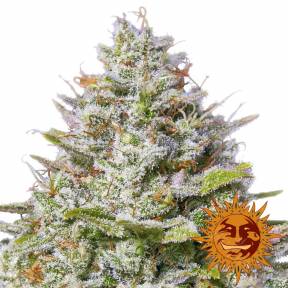 Blue Gelato 41 feminised Barneys Farm