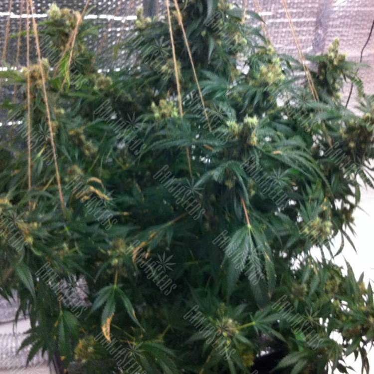 семена культурной конопли купить Jock Horror regular Nirvana Seeds
