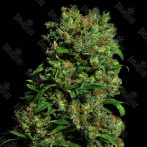 Critical vip feminised VIP Seeds