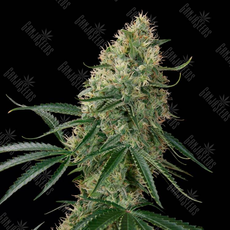 Семена марихуаны Auto Sin Tra Bajo feminised Ganja Seeds