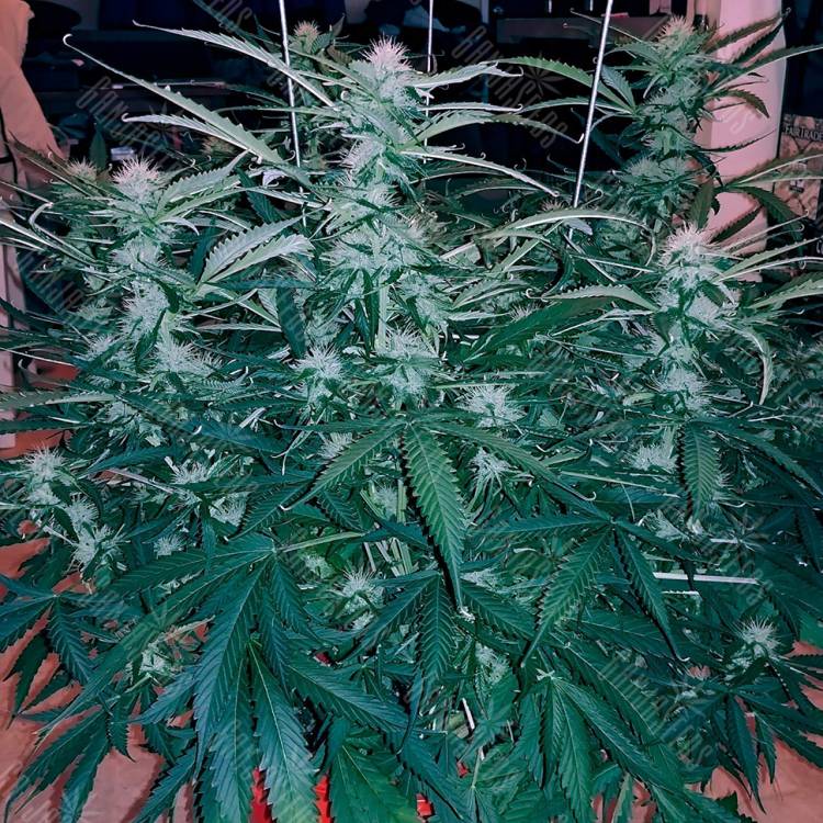 семена конопли в оригинальных упаковках Chuck Chuck feminised Bang Seeds