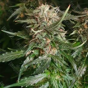 Auto Kryptonite feminised Pyramid Seeds