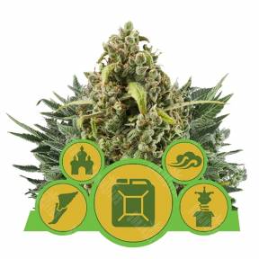 Auto flowering MIX feminised Royal Queen