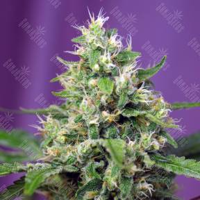 Auto Blow Mind feminised Sweet Seeds