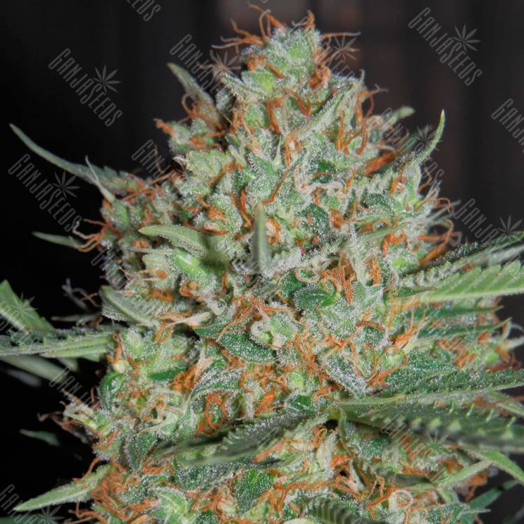урожайные семена конопли Auto White Widow feminised