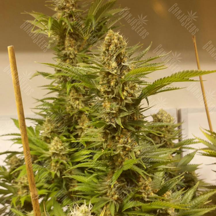 семена сортовой конопли White Widow x Black Domina feminised