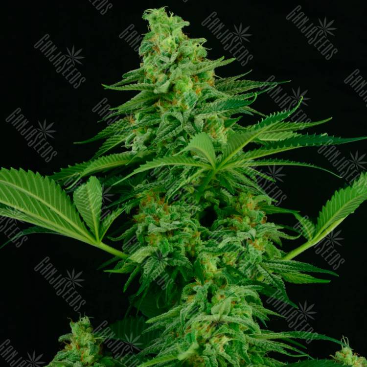 семена конопли Спб Auto Critical regular