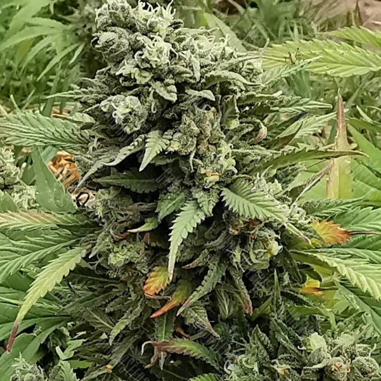 сканковые семена конопли Super Critical feminised