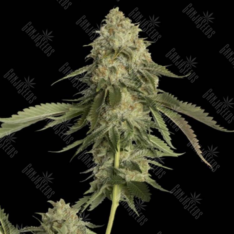 семена конопли аутдор Golden Berry feminised DNA Genetics