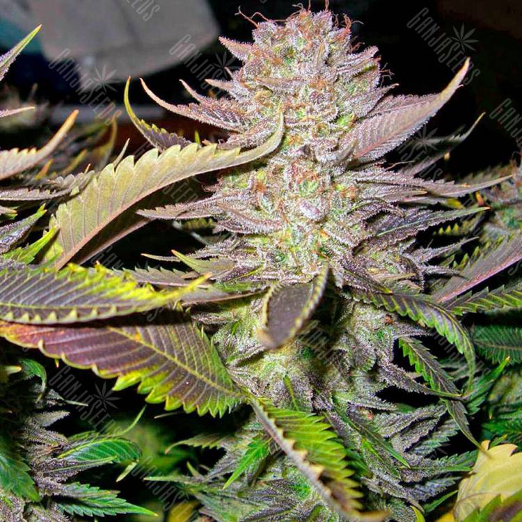 семена конопли аутдор Smile feminised Kannabia Seeds