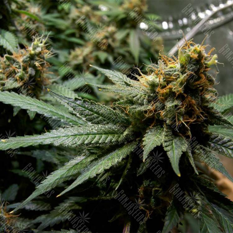 семена конопли интернет магазин Misty Kush regular Nirvana Seeds