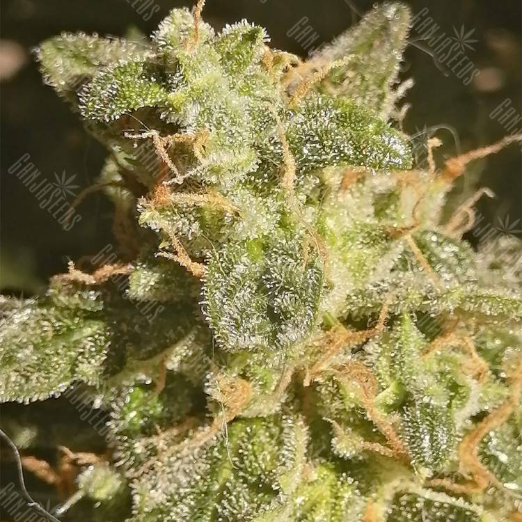 купить семена конопли Auto Lennon feminised Pyramid Seeds