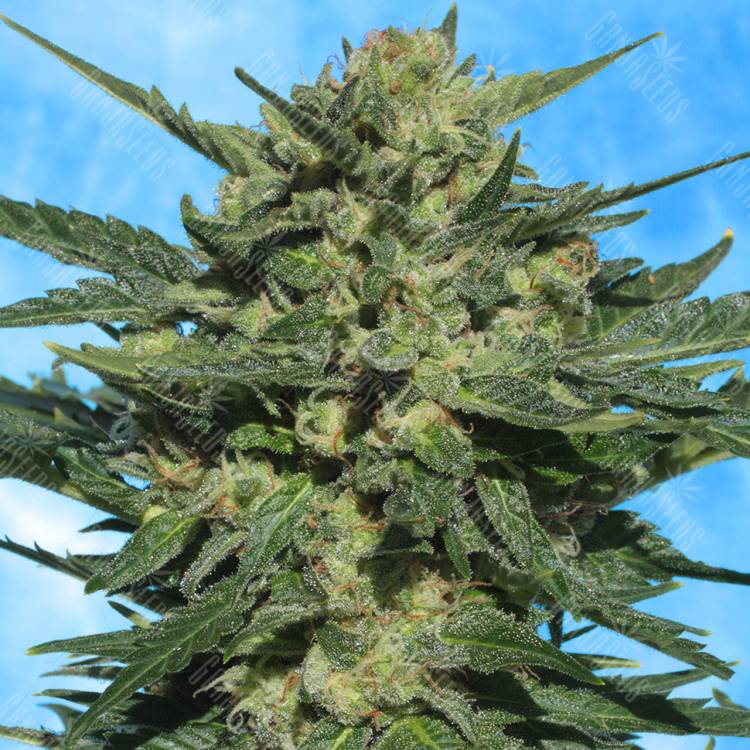 автоцветущие семена конопли Auto White Russian feminised