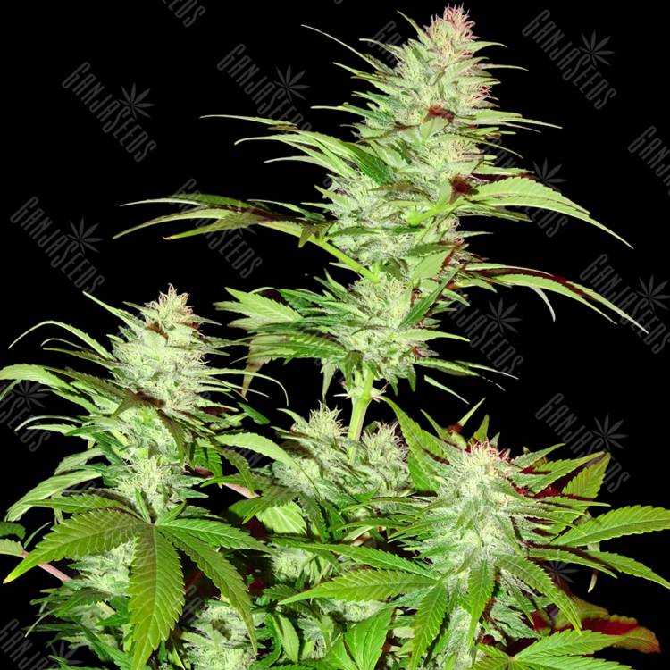 качественные семена конопли White Widow x Chronic feminised