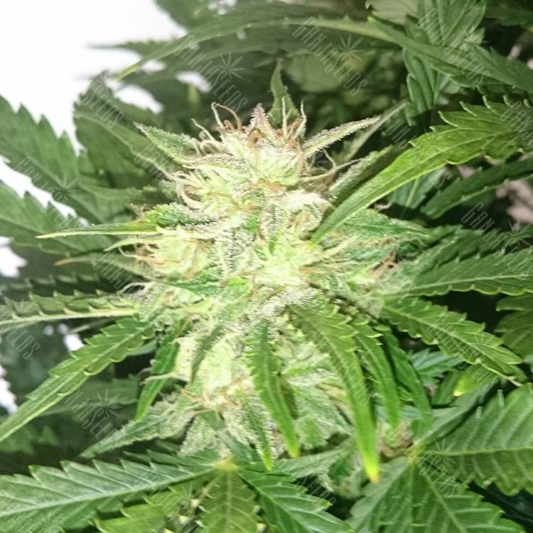 качественные семена конопли White Diesel regular Ganja Seeds