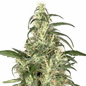 Skunk #1 regular Dutch Passion Seeds