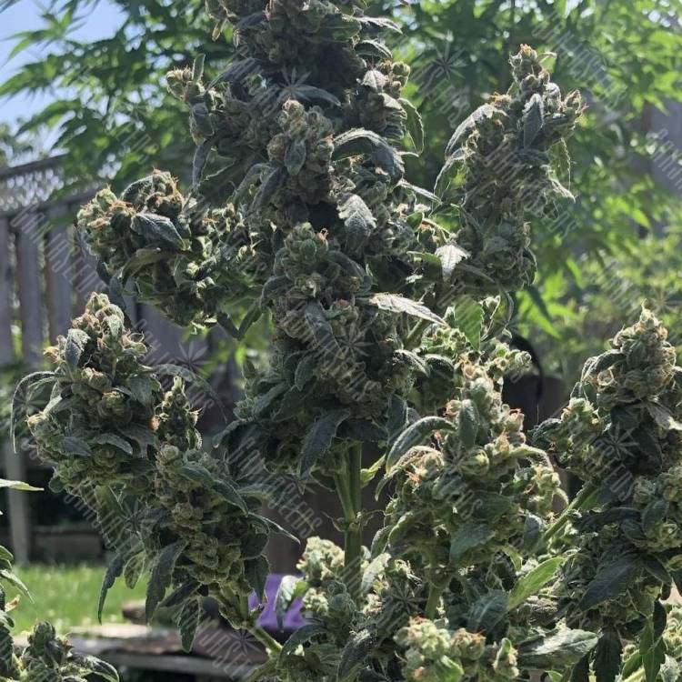 купить семена конопли с доставкой в рф Opium feminised