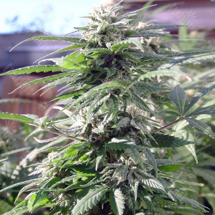 семена культурной конопли купить Sensi Skunk feminised