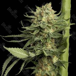 Kosher Tangie (24k Gold) feminised DNA Genetics