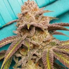 San Fernando Lemon Kush feminised Ganja Seeds