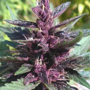 Purple Kush feminised Ganja Seeds