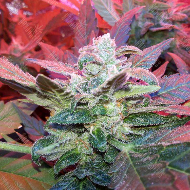 семена конопли феминизированные Auto Haze 2.0 feminised