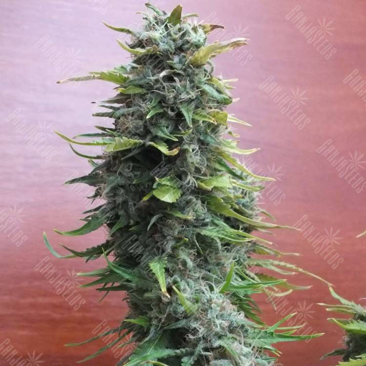 семена конопли f1 в оригинальной упаковке Top Skunk 44 feminised
