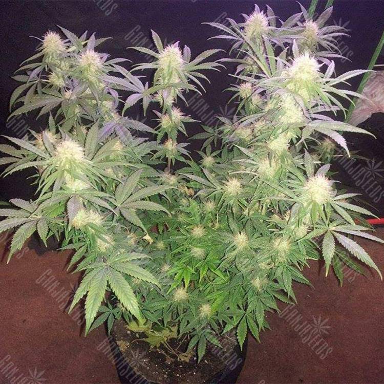 хорошие семена конопли Raspberrry Cough regular Nirvana Seeds