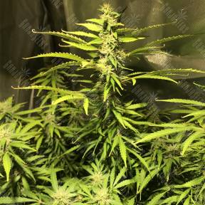 Auto Royal Cookies feminised Royal Queen