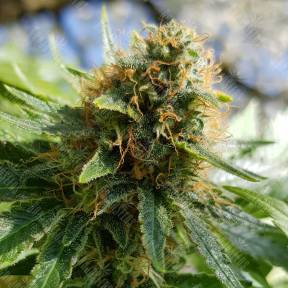 Somango feminised Ganja Seeds