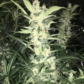 Karasora feminised Bang Seeds