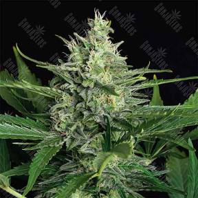 Auto Green Gummy feminised Exotic Seed