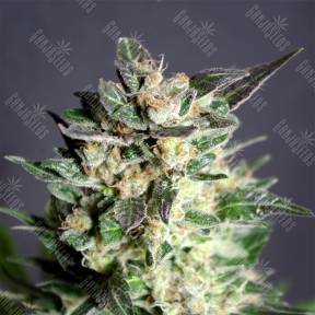 BCN Diesel CBD feminised Kannabia Seeds