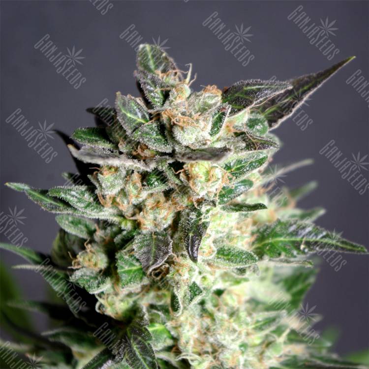 семена конопли индика BCN Diesel CBD feminised Kannabia Seeds
