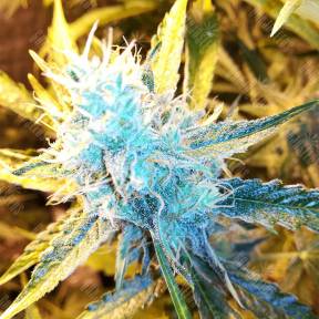 Auto Royal Bluematic feminised Royal Queen
