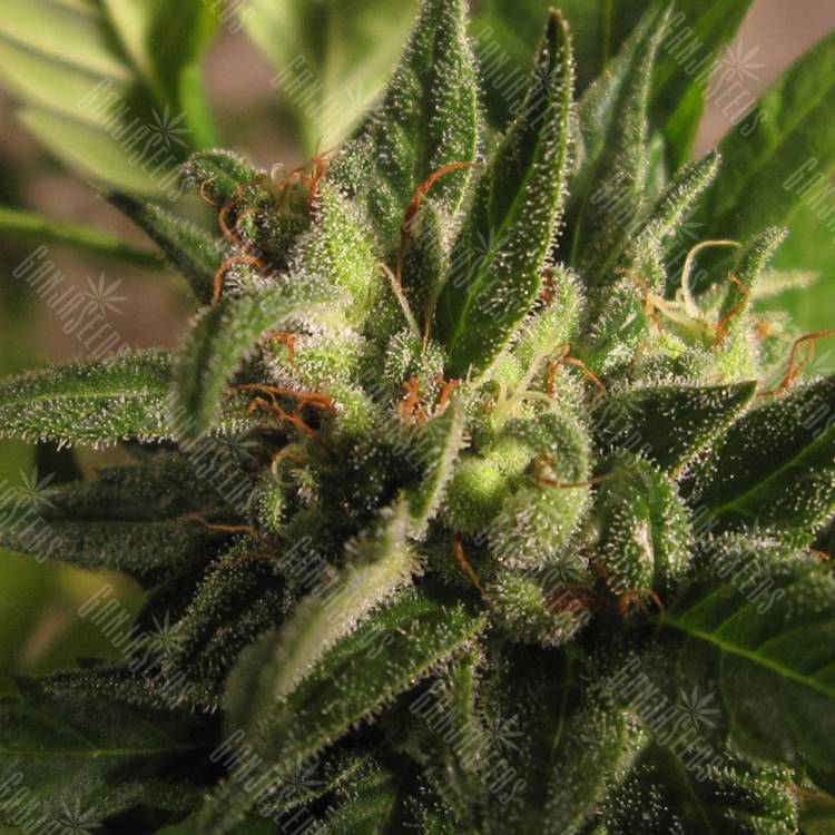 мощные семена конопли Black Domina x M8 feminised