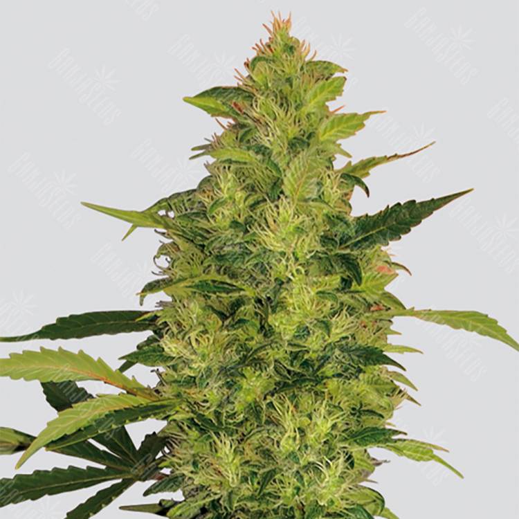 семена конопли элитных сортов Sativas Sour Diesel regular Nirvana Seeds