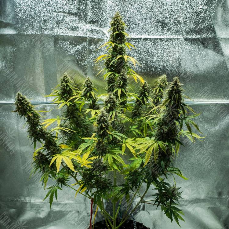 Семена каннабиса Auto Royal Haze feminised Ganja Seeds купить