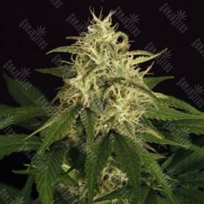 Auto Mango Cream feminised Exotic Seed