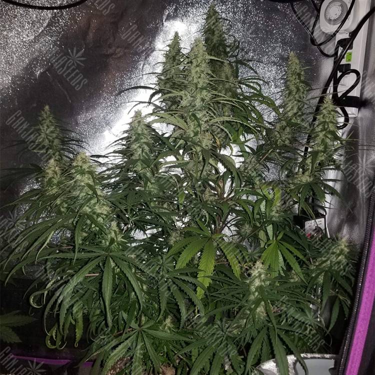 семена конопли в интернете Sterling Haze regular Nirvana Seeds
