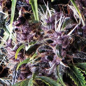 Auto Purple feminised Pyramid Seeds