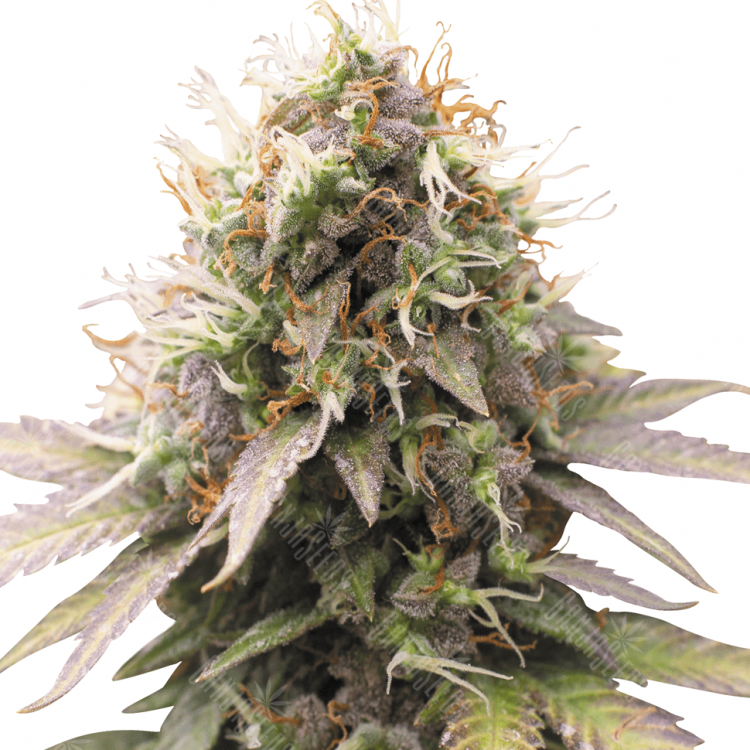 семена конопли в рф Auto Royal Kush feminised