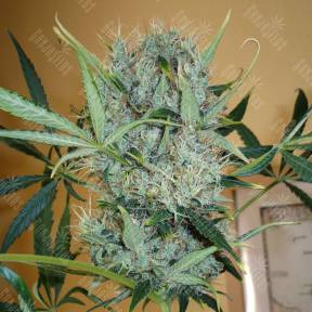 Kali Mist feminised Ganja Seeds