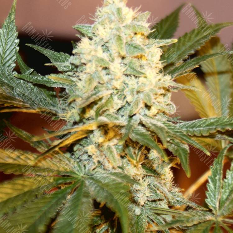 где заказать семена конопли White Rhino feminised