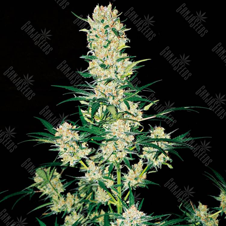 семена конопли интернет магазин Khan Tengri feminised Bang Seeds